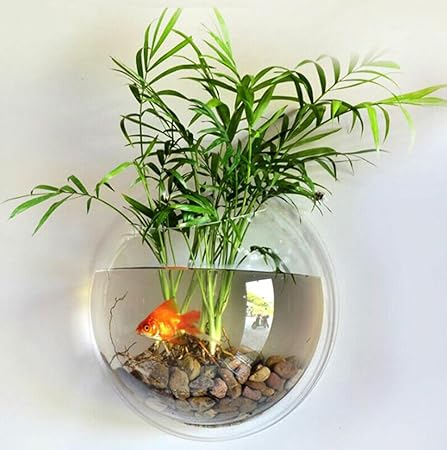 fish bowl with live plants